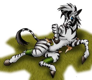 Zebra4